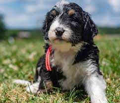Maybe you would like to learn more about one of these? Goldendoodle Puppies Irish Doodle Puppies And Bernedoodle Puppies By Mckenzies Doodles In Northern Virignia