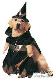 Pet Witch Dog Halloween Costume Size Small Visit The Image Link More Details This Is An Affiliat Dog Witch Costume Pet Costumes Pet Halloween Costumes