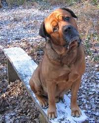 Check spelling or type a new query. 31 Mastweiler Ideas In 2021 Dogs Mastiffs Puppies
