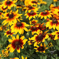 Image result for Rudbeckia hirta