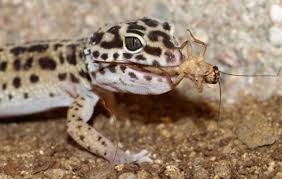 Leopard Geckos Lifespan Feeding And Lifecycle Feeding Geckos Leopard Lifecycle Lifes Leopard Gecko Food Gecko Food Leopard Gecko