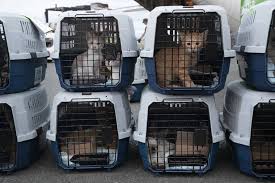 We are made up of volunteers that care for and socialize our animals. Shelter Cats Dogs Take Flight From Hawaii To Find Forever Homes Honolulu Star Advertiser