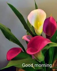 Pin By Deborah Rudd On Good Morning Amazing Flowers Beautiful Flowers Calla Lillies