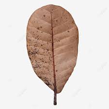 Daun bidara dipercaya mampu mengusir pengaruh sihir dan jin. Gambar Daun Tunggal Kering Daun Daun Daun Kering Png Transparan Clipart Dan File Psd Untuk Unduh Gratis