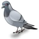 RÃ©sultat de recherche d'images pour "pigeon icone"