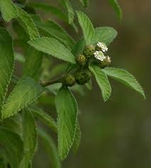 Image result for Lippia javanica