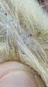 The blacks specks being noticed in the stool could also be bacteria clumps. Black Specks Dots Recently Appeared On The Skin Of My Unneutered Male Cat S Tail I Have Formed Speculations That It May Be Stud Tail Petcoach