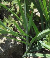 Image result for Radinosiphon leptostachya