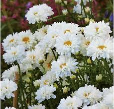 Although it looks some what similar to its distant cousin morning glory, it blooms at night and is characteristically white like most of your moony garden. New Plants Revisited Plants Heat Tolerant Plants Shasta Daisies