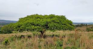 Image result for Acacia davyi