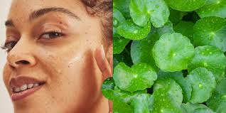 Image result for Centella asiatica