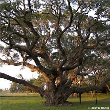 live oak tree on the tree guide at arborday org