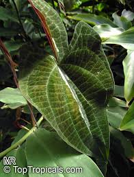 Image result for Dioscorea minutiflora