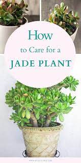 How To Care For A Jade Plant Natalie Linda Jade Plants Jade Plant Care Plants