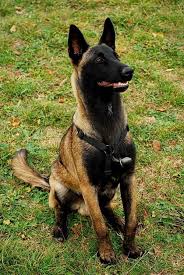 Schone Belgische Malinois Malinois Belcika Malinois Kopek Turleri
