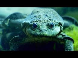 Introduced frogs like the australian green and golden bell frog can lay between 300 and 5,000 eggs in the spring. This Titicaca Water Frog Breathes Oxygen Through Its Skin Youtube