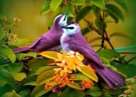 We did not find results for: Beautiful Flowers And Birds Flowers Nature Background Wallpapers On Desktop Nexus Image 2382578