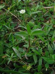 Image result for Eclipta