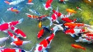 Check spelling or type a new query. Arti Mimpi Ikan Mati Di Akuarium Psikologi Mimpi