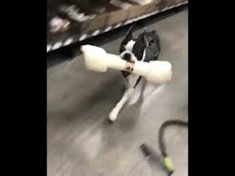 If it's from a pet store, a breeder, a shelter or a rescue. Tiny Dog Runs Off With Giant Bone In Pet Store 987620 Youtube
