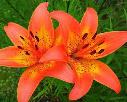 The tiger lily is a type of lily that spiritually represents wealth. 12 Tiger Lily Flowers Ideas Lily Tiger Lily Lily Flower