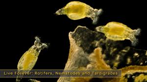 Image result for Eragrostis rotifer