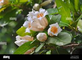 Image result for Rothmannia whitfieldii