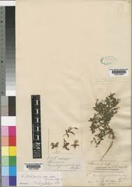 Image result for Chironia laxiflora