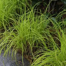 Image result for Carex lycurus