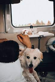 sobaka v poezde labrador retriever dogs animals