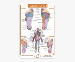 The 2nd and 3rd toes correspond to both your eyes. Foot Reflexology Chart Muscles Hd Png Download Transparent Png Image Pngitem