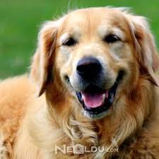Golden Retriever Cinsi Kopek Bakimi Ve Ozellikleri