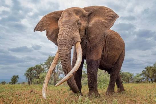 81,600+ Tusk Stock Photos and Royalty-Free Pictures - iStock