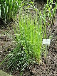 Image result for Agrostis epigejos