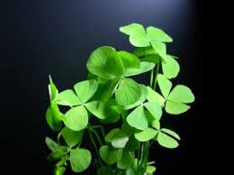 Semanggi empat daun keberuntungan shamrock, semanggi empat daun, daun, rumput, batang tanaman png. Filosofi Dan Manfaat Daun Semanggi Kompasiana Com