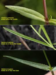 Image result for Stellaria sennii