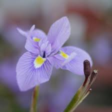 Image result for Polystachya villosa