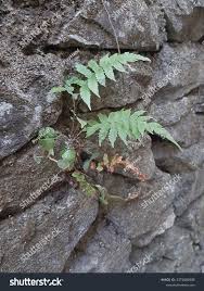 Image result for Tectariaceae