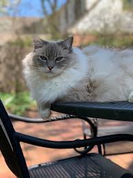 My dog bella has a designated spot called my lap. Ragdoll Cats Everything You Need To Know About Ragdoll Cats Kittens