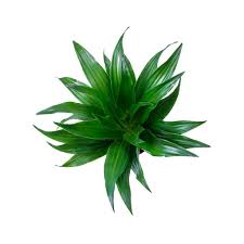 Dracaena Fragrans Compacta Head Trees Top View Dracaena Interior Plants