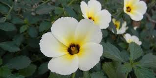 Maybe you would like to learn more about one of these? 5 Jenis Tanaman Bunga Ini Memiliki Waktu Mekar Yang Singkat Popmama Com