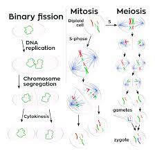 Check spelling or type a new query. Cell Division Wikipedia