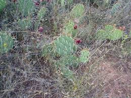 Or visit the partners in palo duro canyon foundation website to. Opuntia Mackensenii Texas Prickly Pear Cactus Rare