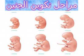 مراحل تكوين الجنين كل شهور الحمل movie posters movies poster