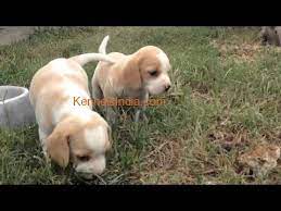 Beagle puppies for adoption in bangalore. Rare Color Beagle Puppies Available In Bangalore