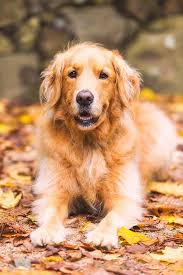 Pet Photography Tips Get Your Dog To Look At The Camera Best Dog Breeds Golden Retriever Pet Photography Tips