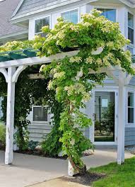 To celebrate the arrival of spring, let's talk about flowering vines. Ogrod Bajty Z Big Apple Climbing Plants Fence Climbing Flowers Climbing Hydrangea