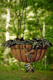 Dogs are notorious for getting their snouts into things they shouldn't. How To Grow And Care For Spiderwort Tradescantia Gardener S Path