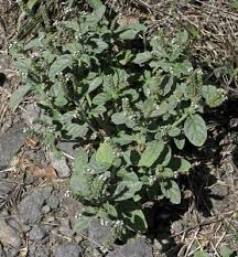Image result for Heliotropium supinum