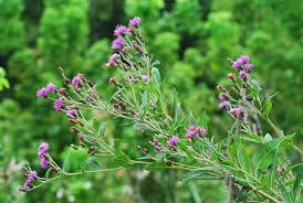 Image result for Vernonia myriantha
